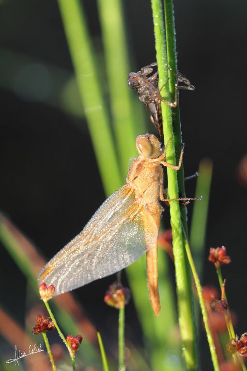 Emergence anisoptère