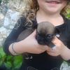 Nouvelles des chiots