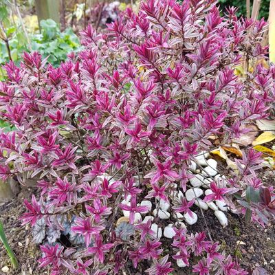 Couleurs de novembre