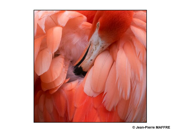 Que de plumes ! Moulin rouge, Folies Bergères, Lido ? Raté : Flamants roses tout simplement.