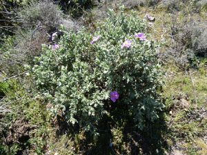 cistes cotonneuses