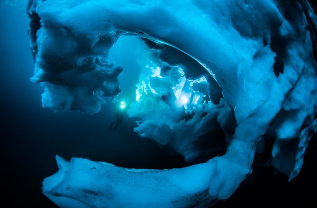 "Arctique-Antarctique, les givrés des pôles" dans Thalassa ce vendredi.