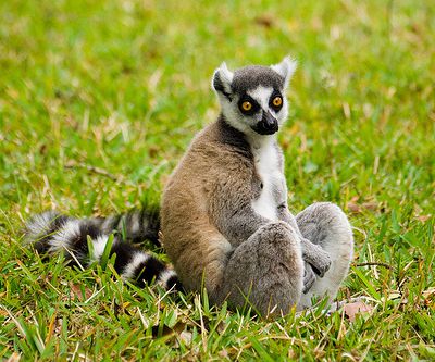 Le Lemur Catta (Maki de Madagascar)