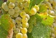 #White Sparkling Wine Ontario Vineyards Canada