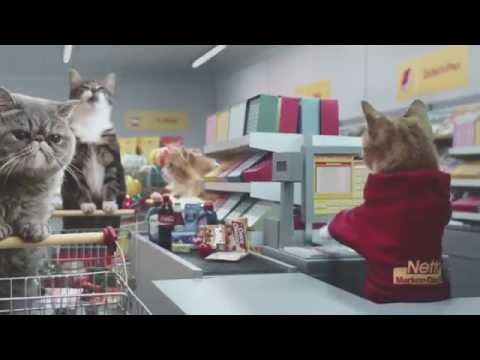 Chats Vincentdidier