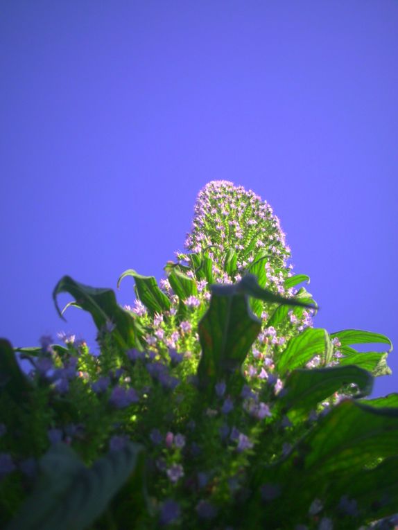 Album - tete d 'echium pininana en floraison