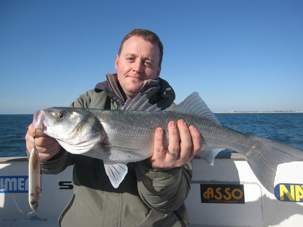 Les derniers poissons de l'année, bars et maigres de fin de saison 2011....