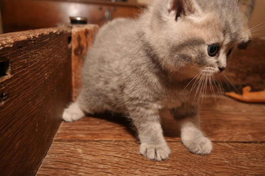 Portée de deux chatons.
(Chaussette + Dwayne)