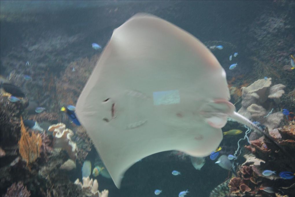 L'aquarium des Lagons de Nouméa. Un délice pour les yeux. Un pur émerveillement tous ces poissons colorés. Les coraux phosphorescents, un mystère envoutant. Une véritable évasion... 