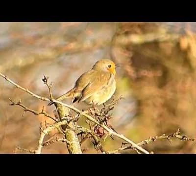 Chouchou, mon Rouge-gorge préféré.