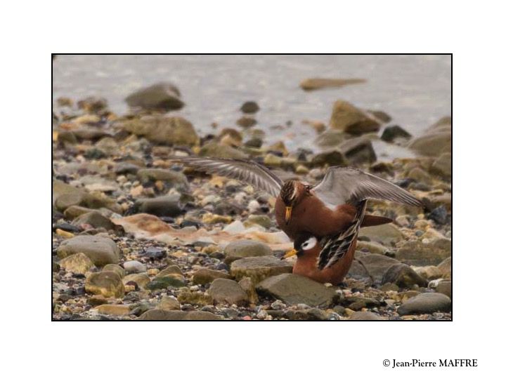 Le Spitzberg est la terre arctique où la faune est la plus riche. On y trouve des rennes, des morses, des phoques, des ours polaires et de nombreux oiseaux.