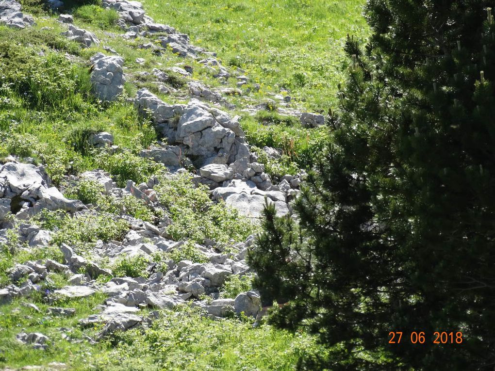 Le pas des Chattons-La cocheSt Agnan en Vercors 26 avec le Club Pédestre Chabeuillois.