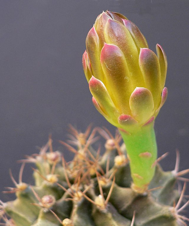 Plantes au port habituellement bas et à la spination très variable. Les fleurs se caractérisent par leur calice nu et écailleux. Le genre a une vaste aire de répartition dans les 2 tiers sud de l'Amérique du sud. Album des espèces de A à M.