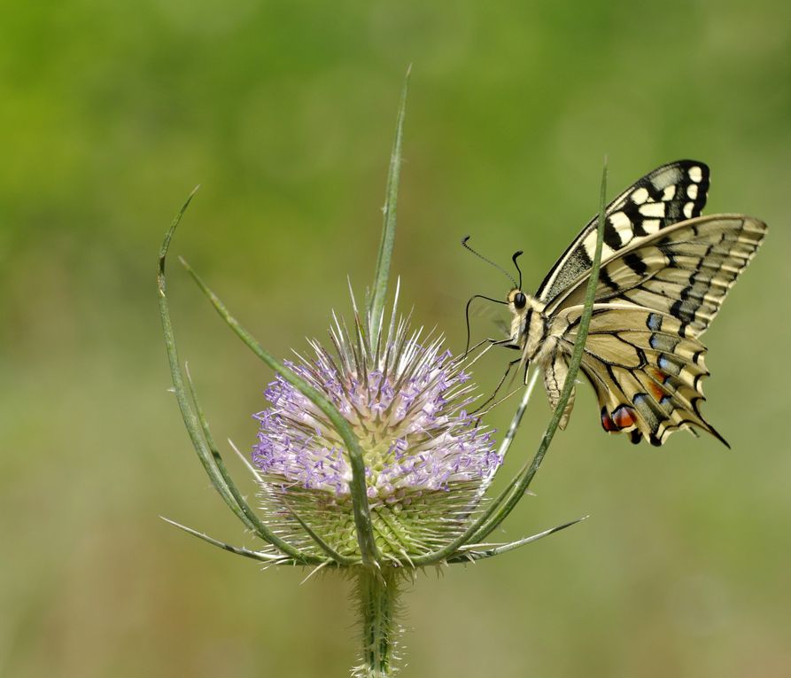 Album - Macro-Papillons