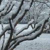 LE DOMAINE DES FROMENTAUX SOUS LA NEIGE