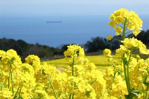 Préf. de Hyôgo : île d'Awaji : Hanasajiki et ses champs de fleurs