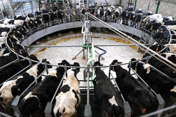 Usine des 1000 vaches 25% de mortalité et une demande d'augmentation du cheptel