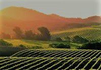 #Merlot Producers Napa Valley California Vineyards page 7