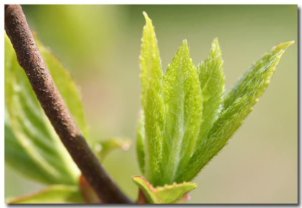 Album - fleurs-et-feuilles