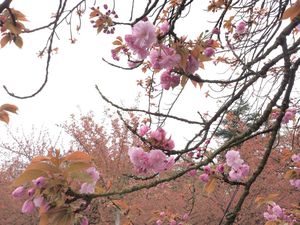 Très peu d’arbres ont fleuri cette semaine.