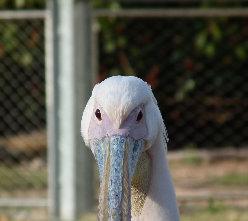 les animaux du parc