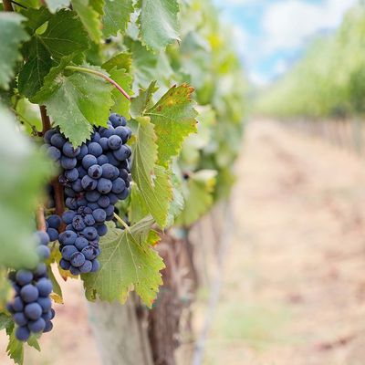Le parrainage de pieds de vigne : le cadeau idéal pour les passionnés de vin