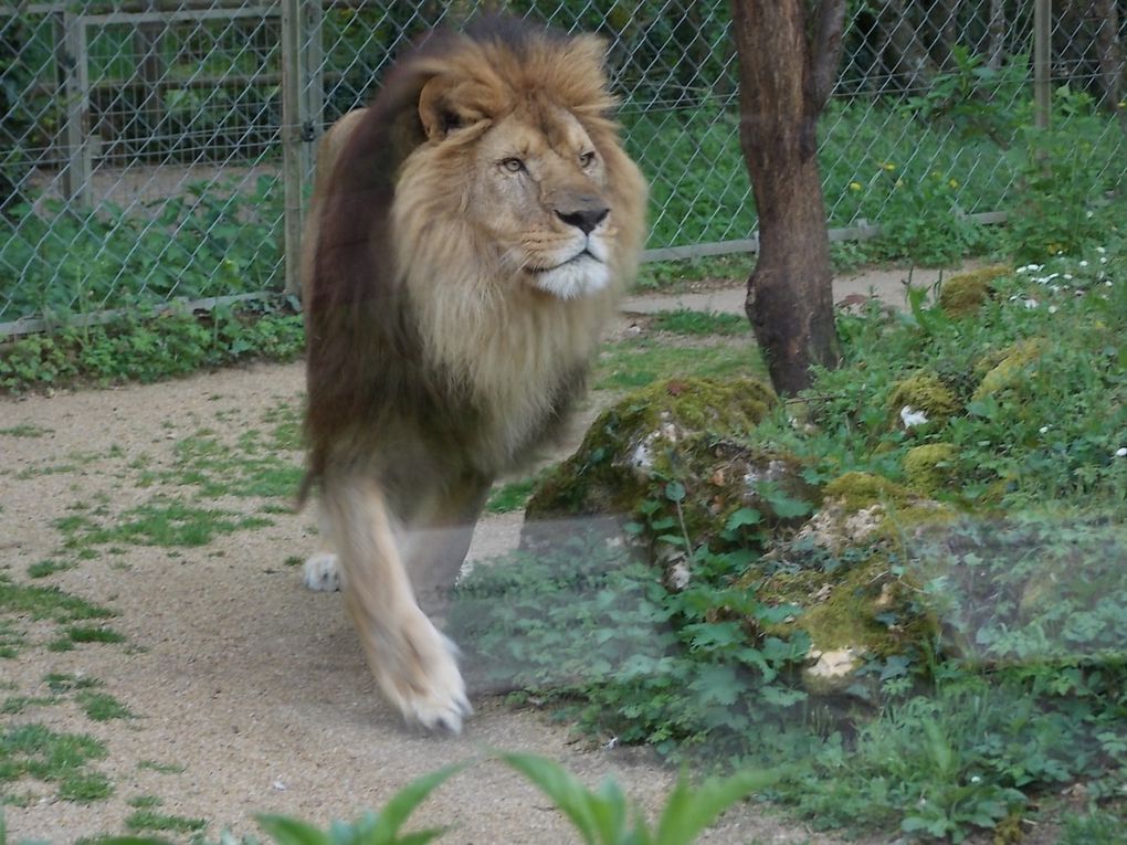 Bioparc de Doué-La-Fontaine