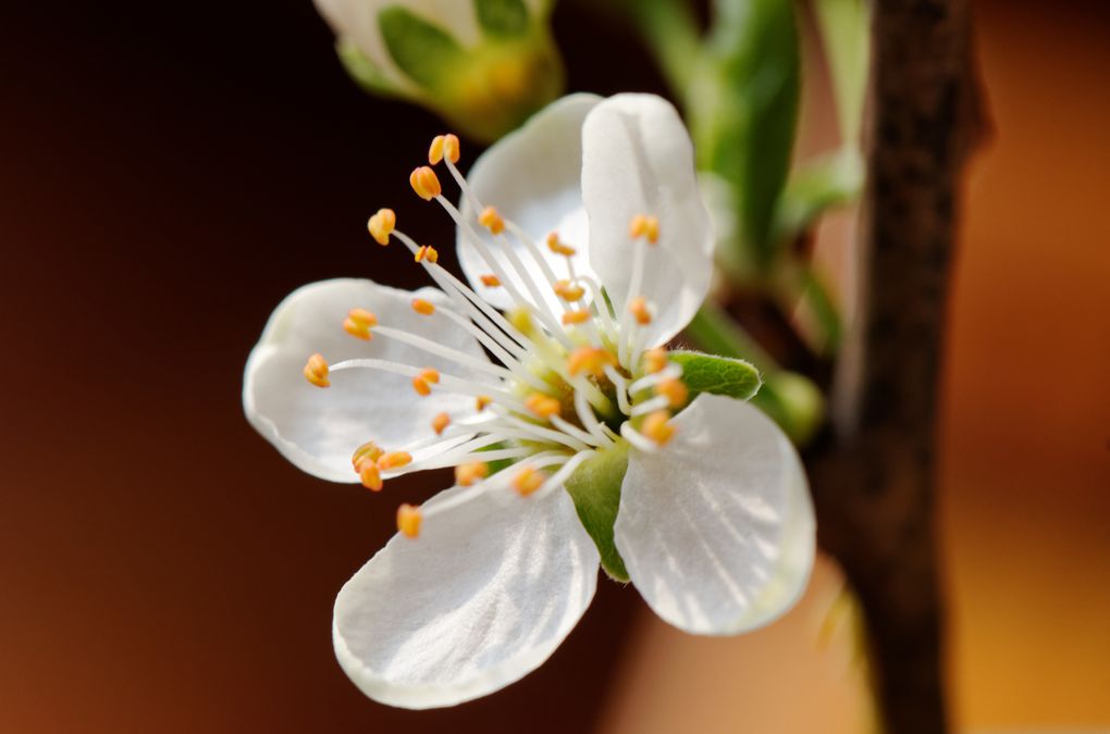 Album - Douceur-florale