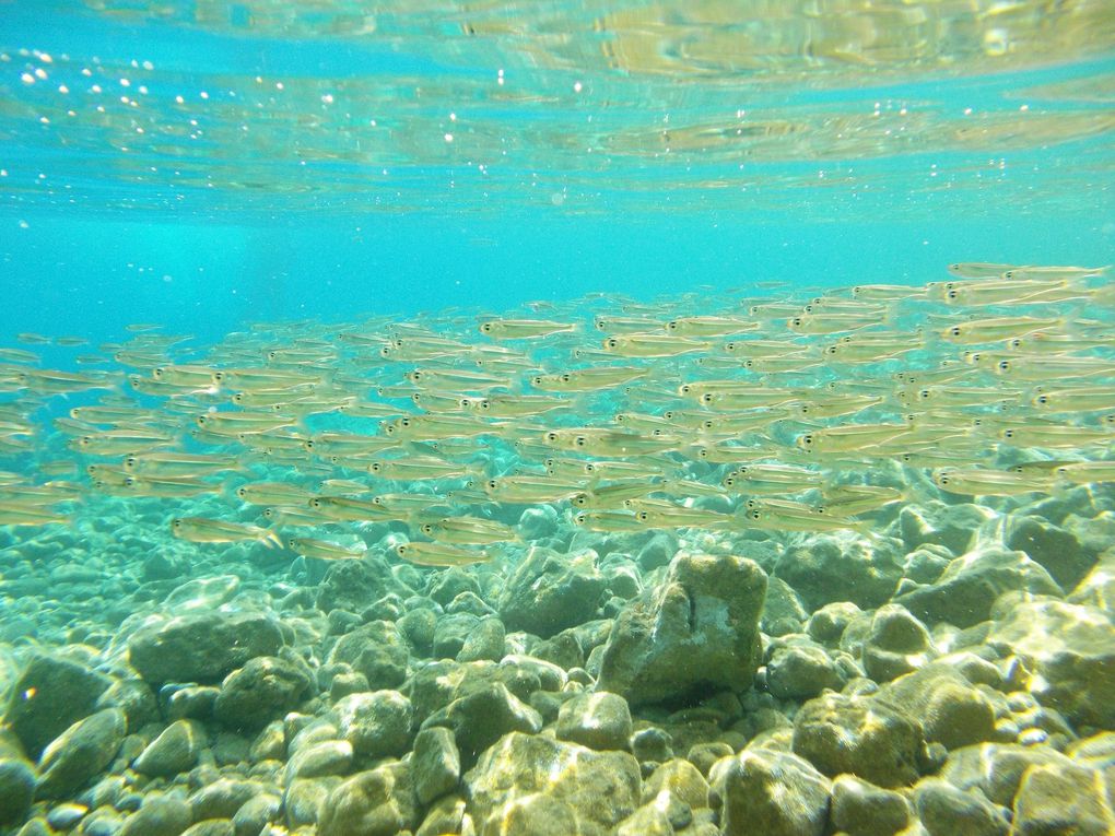 Comme un poisson sous l'eau