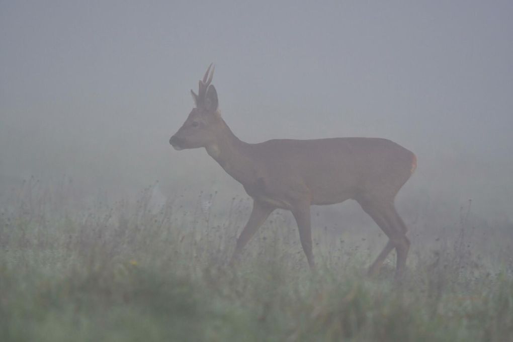 Brocards, chevrettes, chevrillards (chevreuil européen). Le chevrillard est le jeune chevreuil entre 6 mois et un an.