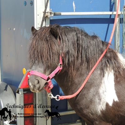 Pourquoi un cheval peut-il faire une hyperlipémie ? 2. Déstockage des lipides