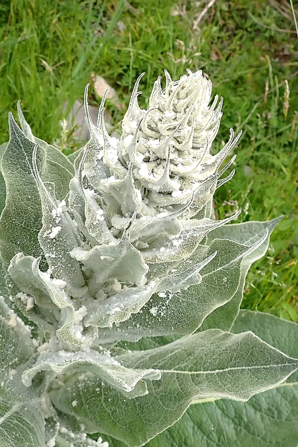 La molène floconneuse