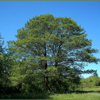 Mythologie des arbres - L'aulne - alnus