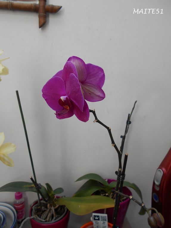 Mes Orchidées !