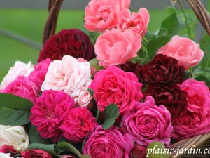 Bouquet ronde de roses
