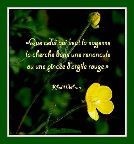 Fleurs Et Citations Balades Comtoises