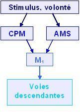 Le mouvement volontaire