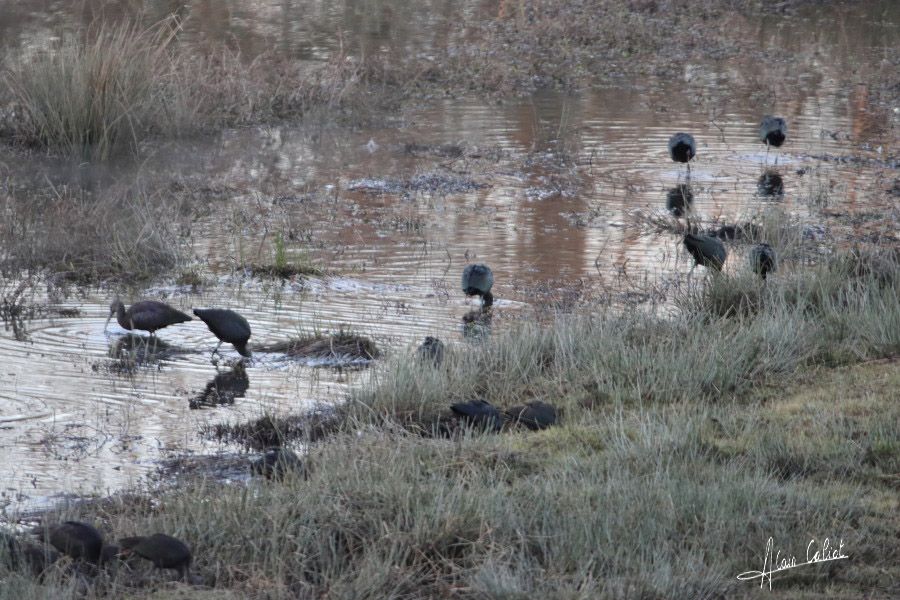 Ibis falcinelle