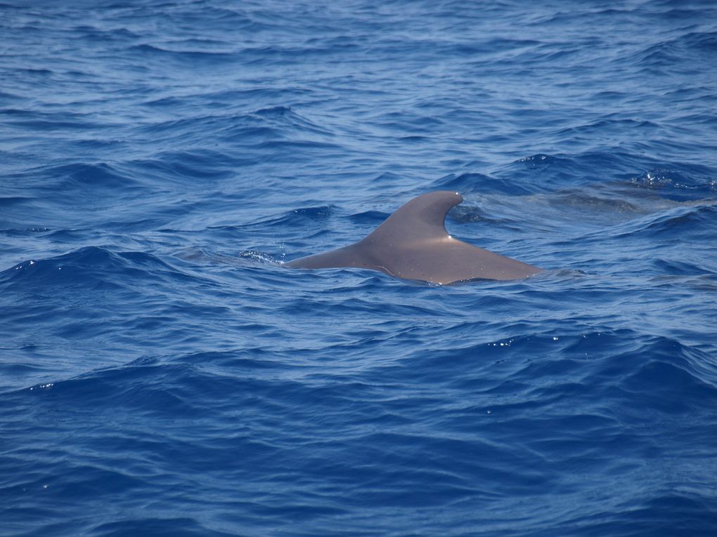 Globicephales tropicaux
(Globicephala macrorhynchus)
Population residente, Tenerife,
Iles Canaries.