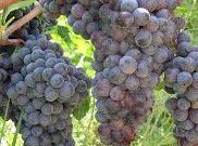 #Red Lambrusco Producers Illinois Vineyards