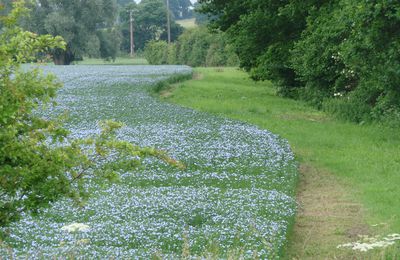 Le petit chemin creux...