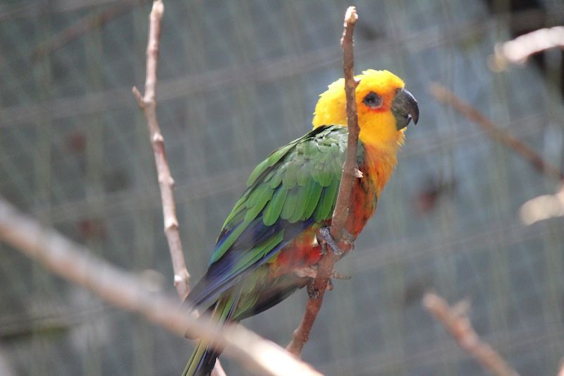 La park des Aves - Parc des oiseaux au Brésil