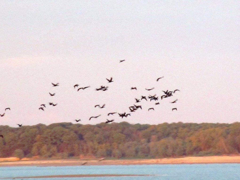 Les grues reviennent le soir sur le lac du Der