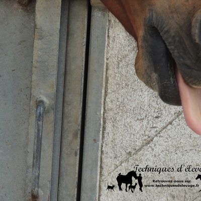 Convient à tous les chevaux ?