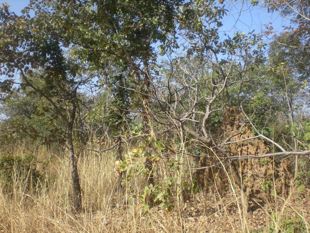 Album - Parc-du-Niokolo-Koba