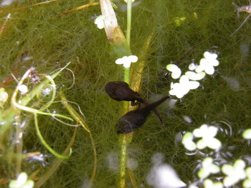 Evolution d'une mare naturelle faune et flore. Water in the garden.