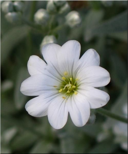 Album - Fleurs de mon jardin