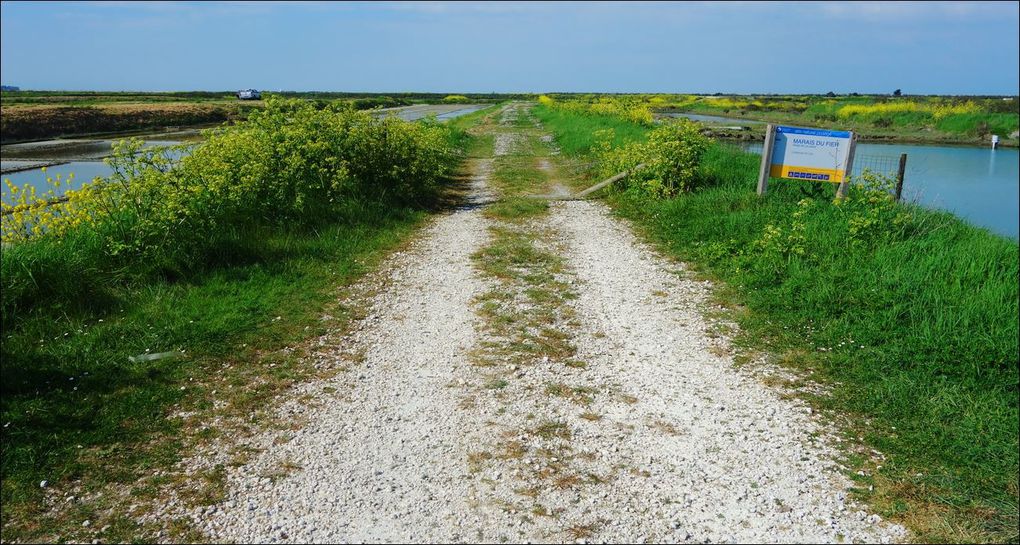 Le Martray à Loix balade / Rando