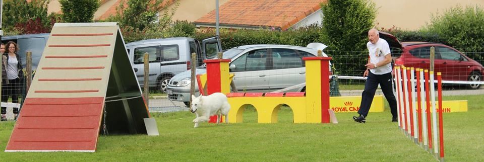 Concours Agility à Condat du 23/06/2013