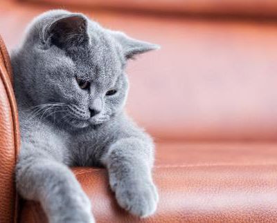 3 façons simples de protéger vos canapés contre les griffures de chat